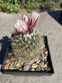 Gymnocactus nelissenii